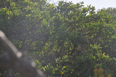 Dasyornis broadbenti