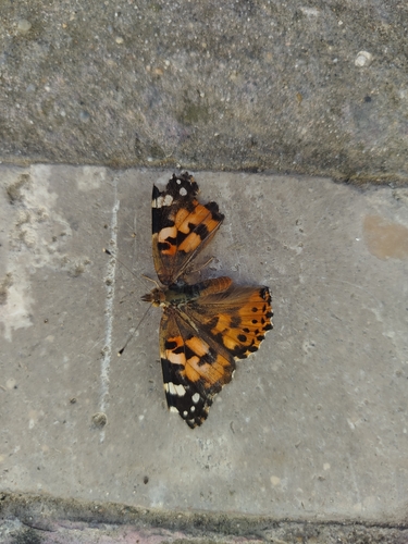 Painted Lady