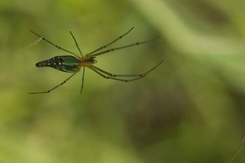 Decorative Vleispider