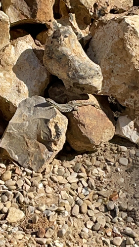 Common Wall Lizard