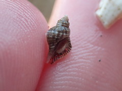 Paciocinebrina gracillima