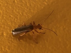 Podabrus pruinosus
