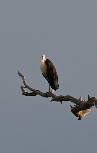White-necked Heron