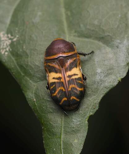 Phonotaenia scalaris latefasciata