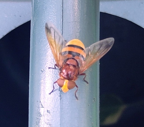 Hornet Mimic Hover Fly