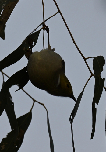 White-plumed Honeyeater