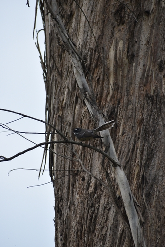 Grey Fantail