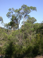 Angophora bakeri