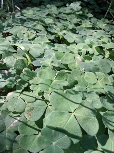 European wood-sorrel