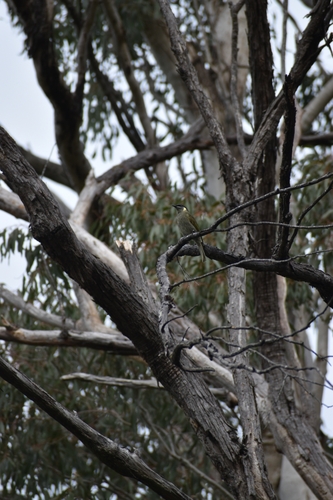 Lewin's Honeyeater