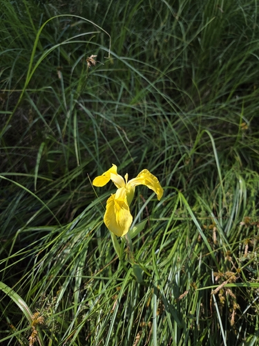 Yellow Iris