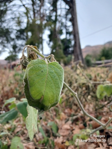 Cape gooseberry