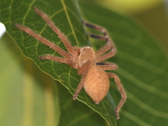 Neosparassus salacius