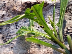 Psylliodes brettinghami