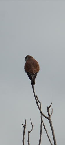 Nankeen Kestrel