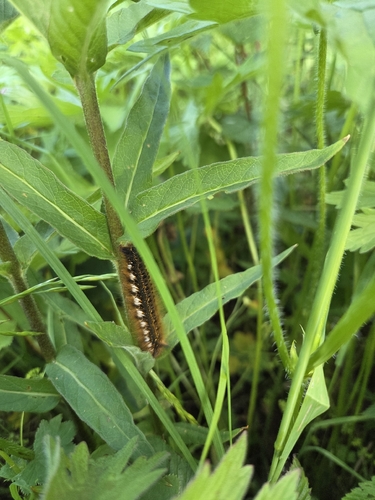 Drinker Moth