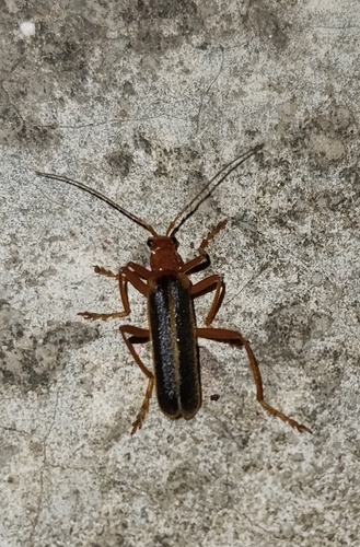 Armidia signata
