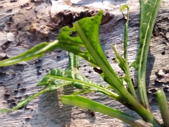 Psylliodes brettinghami