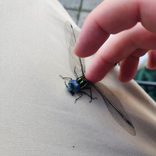 Indaeschna melanictera