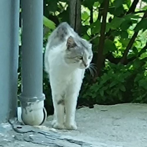 Domestic Cat