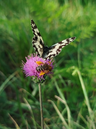 Marbled White