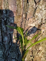 Psylliodes brettinghami