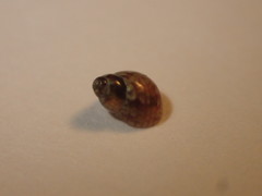 Phasianellidae