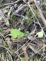 Pelargonium australe