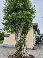Melaleuca leucadendra