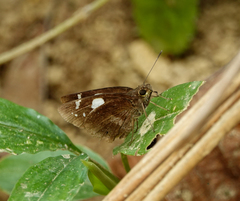 Notocrypta paralysos