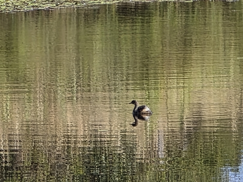 Australasian Grebe