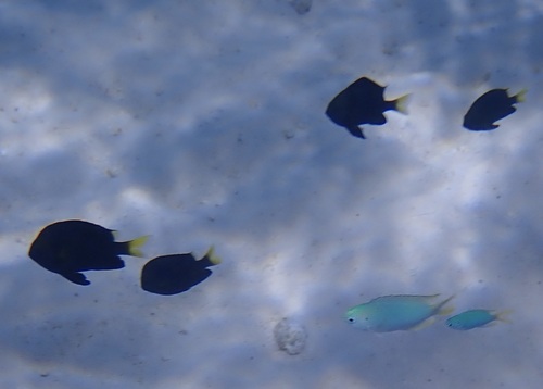 Yellowtail Dascyllus