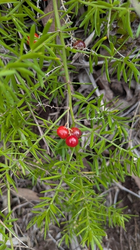 African Asparagus