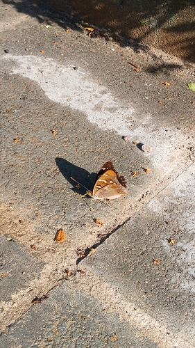 Lesser Purple Emperor