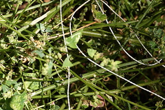 Chenopodium trigonon