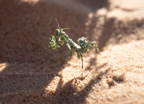 Thistle Mantis