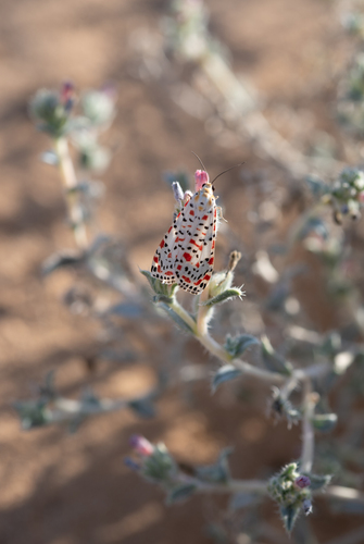 Crimson-speckled Flunkey