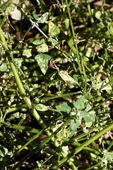 Chenopodium trigonon