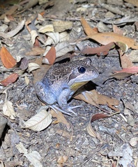 Limnodynastes dumerilii insularis