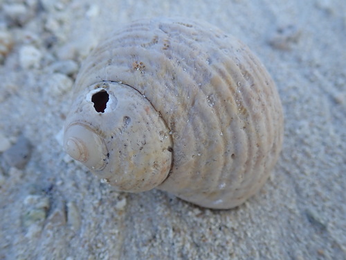 Turbo setosus observed 2026-06-19