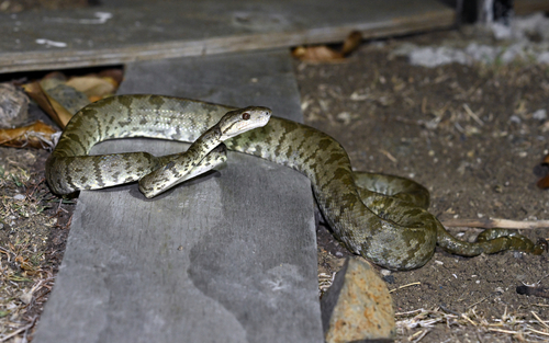 Photo of a Grenada Tree Boa (Corallus grenadensis)