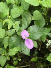 Hypoestes triflora