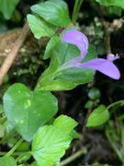 Hypoestes triflora