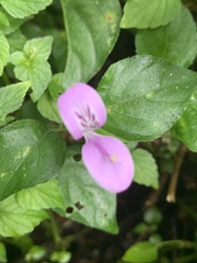 Hypoestes triflora