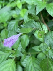 Hypoestes triflora