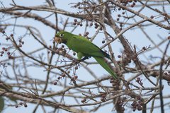Psittacara chloropterus