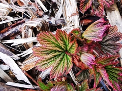 Filipendula camtschatica