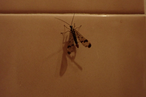 Common European Scorpionfly