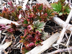Filipendula camtschatica
