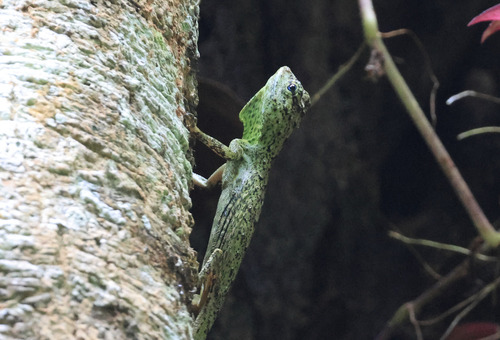 banded-head dragon, Draco ornatus